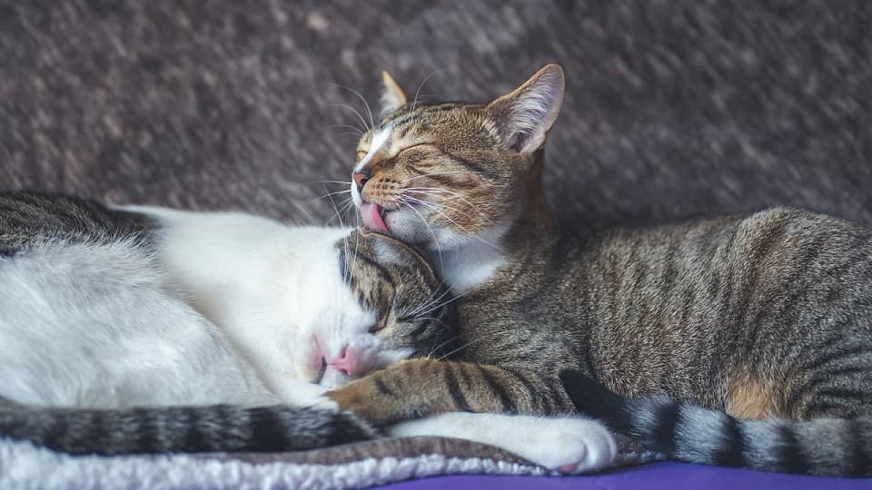 猫のアログルーミングと上下関係を理解して関係改善に活かす