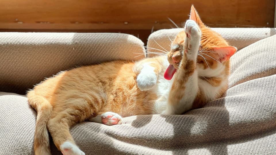 セルフグルーミングとアログルーミングの違い