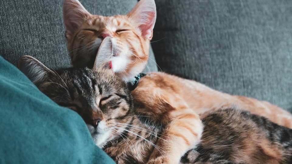 猫のアログルーミングに隠された上下関係の真実を解説