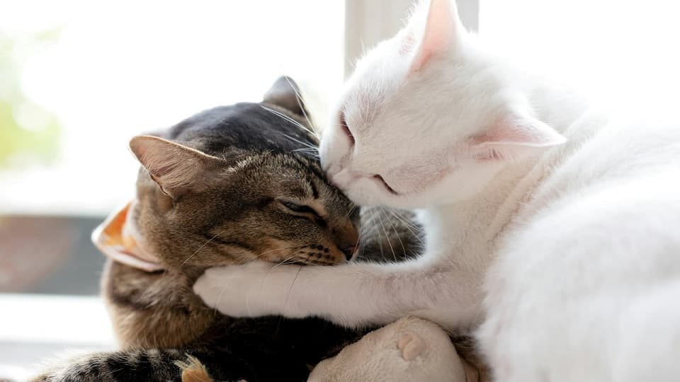 しつこいグルーミングで喧嘩に発展？嫌がるサインと介入の基準