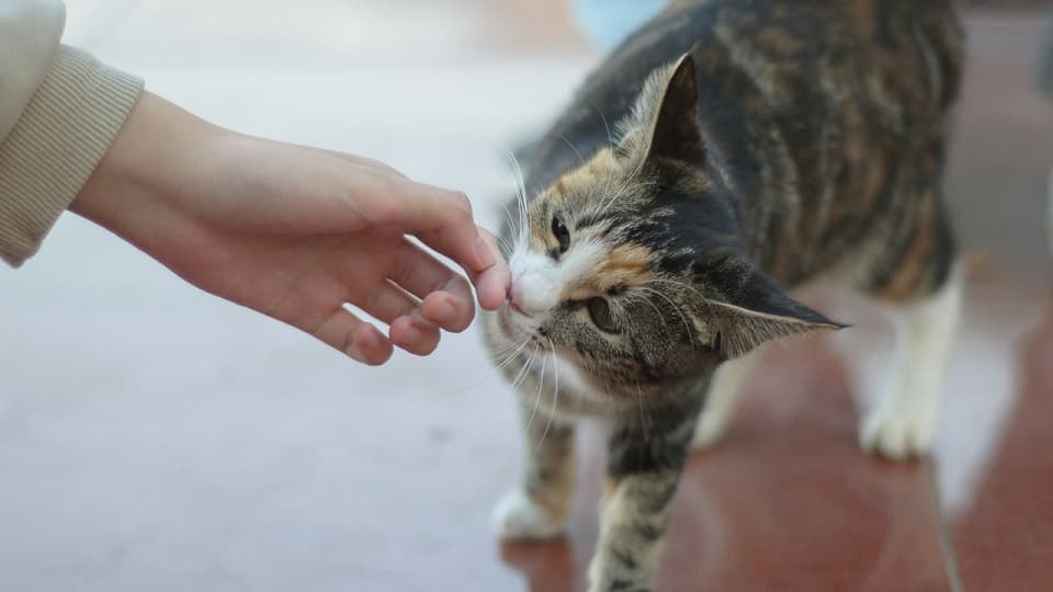 猫に信頼されるには?この人は安心と感じる接し方