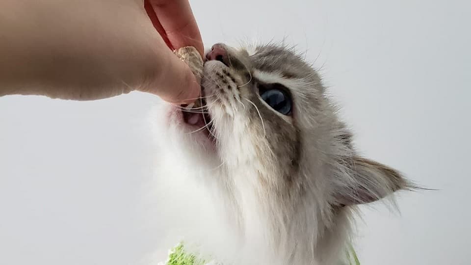 猫が手から食べる以外に信頼している人にする行動と信頼される接し方