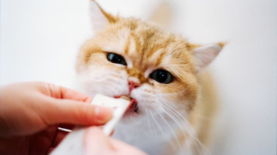 猫が手から食べるのは信頼の証?その心理とお皿から食べない時の対処法
