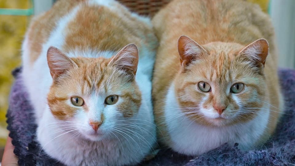 オス同士でもアログルーミングをするの？