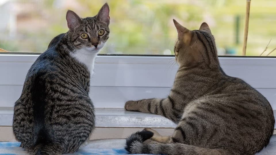 アログルーミングをしない猫同士は仲が悪いの？