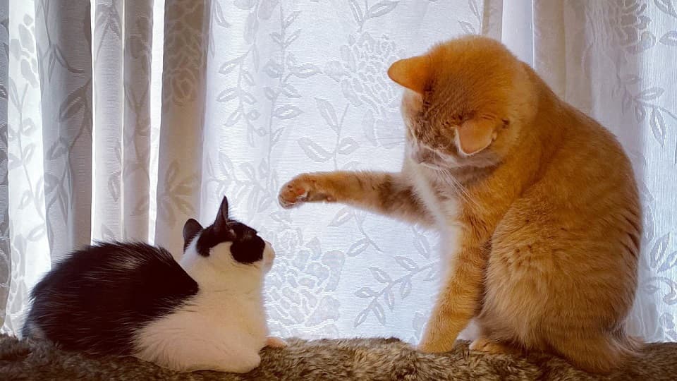 舐めていたのに突然噛むのはなぜ？