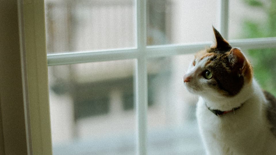 飼い猫と野良猫の窓越しの行動の意味と心理を徹底解説