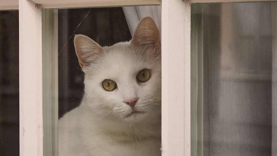 家猫と野良猫が見つめ合うのは友情?睨み合い?