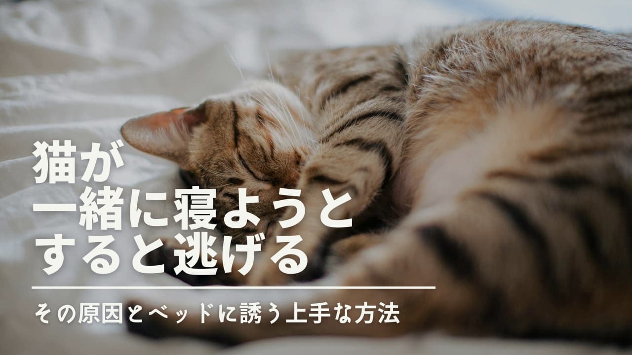 猫が一緒に寝ようとすると逃げる！その原因とベッドに誘う上手な方法